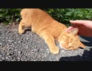 よく喋る茶トラ猫が私の足にまとわりついてきた