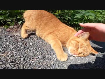 よく喋る茶トラ猫が私の足にまとわりついてきた