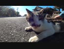 神社で車両の通行おかまいなしに道路の真ん中でしてモフを要求！