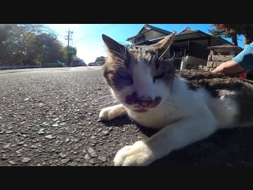 神社で車両の通行おかまいなしに道路の真ん中でしてモフを要求！