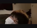 伊藤福島(SC伊藤) 2021年01月01日06時51分 初日の出を見たい【ニコ生録画】