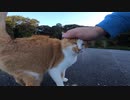 お寺に行ったら野良猫が私めがけて一直線にダッシュしてきた