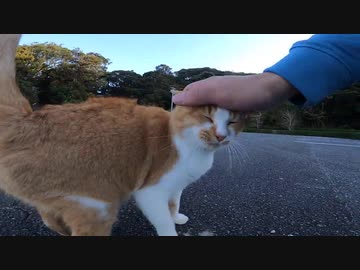 お寺に行ったら野良猫が私めがけて一直線にダッシュしてきた