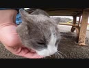 運よく出会った野良猫とモフった様子をとらえた動画