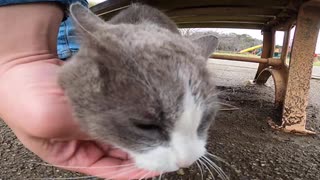 運よく出会った野良猫とモフった様子をとらえた動画