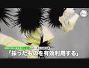 大量発生のウニ…廃棄野菜で“絶品”に変身　