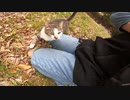 臆病で怖がりな野良猫が最終的にモフられてしまう動画