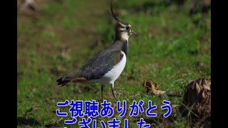 冬の渡り鳥・タゲリ・イイところ３選（冠羽・羽・人馴れ）