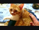 猫とポンポンしてきました