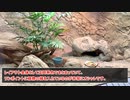 動物園の爬虫類飼育環境がガチで参考になる件（その1）