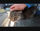 お寺の猫様の後について行ったらモフらせてくれた
