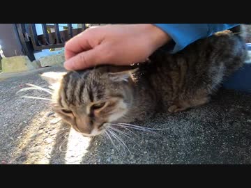 お寺の猫様の後について行ったらモフらせてくれた