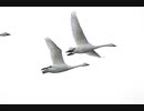 白鳥２０２１　ニコニコ版