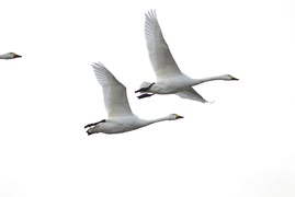 白鳥２０２１　ニコニコ版