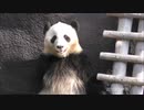 結浜□モートでリラックス✨おねえちゃんパンダ - バラエティ動画 9tsu。-  動画 9tsu