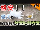 #1 一泊4000円！？格安で愛犬と泊まれるゲストハウス『木の村withオフ』犬連れ夫婦旅 出発編 【山口県美祢市】