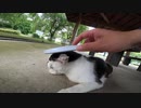 東屋で寝ていた野良猫、近づいてねこじゃすりを試す！