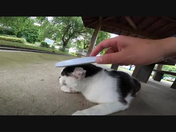 東屋で寝ていた野良猫、近づいてねこじゃすりを試す！