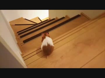 プロは降りるのも早いのです