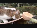 神社の猫様はいつも清められた水で喉の渇きを潤す！