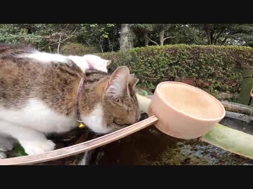 神社の猫様はいつも清められた水で喉の渇きを潤す！