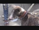 絶滅の危機サライル犬 貧しい一家の伝統と負担 バングラデシュ
