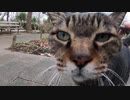 だるそうな声で話しかけてくる野良猫にねこじゃすりを使ったらゴロゴロと喜んでくれた