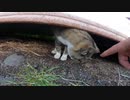 猫島で猫の日常を撮影していたらまさかの展開に・・・？！