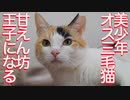 美少年オス三毛猫、甘え方が妙なことになる