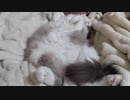 夢を見ている時の猫