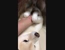 親方には服従のパッカンはするけど、お母ちゃんには服従拒否する柴犬