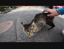 お寺の猫様にトントンしたらベロをしまい忘れるほど喜んでいた