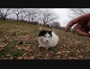 野良猫が住む秘密の公園で癒しの時間を猫達と過ごす動画