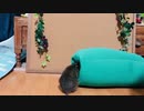 おこげは隠されたおやつを探し出せるか？　Degu 's looking for bait.