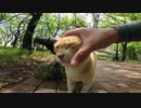 野良猫の社会は喧嘩もあったりベンチでモフられたり色々忙しい