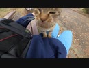 公園のベンチで野良猫が私の膝の上に乗り、モフられるまでの様子
