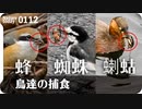 0112【鳥が蜘蛛ザリガニ蜂を捕食】小さな猛禽モズ、カイツブリ、ハクセキレイ。ジョウビタキが紫式部を、シジュウカラが種子を食べる。雨天撮影【 #今日撮り野鳥動画まとめ 】 #身近な生き物語