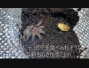 [すげぇデケェよ、おい]タランチュラ飼育日記その６１[おい！]