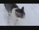 庭駆け回るアルフィノ　＃209