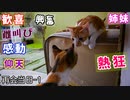野良猫時代、苦楽を共にした姉と二ヶ月半ぶりの再会