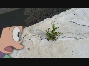 スネ夫が横断歩道に生えてる草をを見つけたときに流れている曲