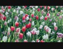 チューリップの花々と美しい旋律