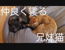 仲良く寝る兄妹猫