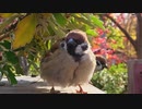 冬のすずめもふもふ【梅小路公園】