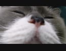 ブラッシングだいすき