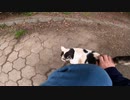 珍しい色の三毛猫が甘えながら私の周りをグルグル、ウロウロ落ち着かない