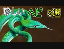 世界の珍しいヘビ5選【ゆっくり解説】