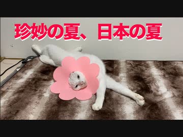 ウチューネコチャン、お花を着こなして珍妙の夏