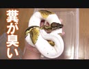 【美蛇】ボールパイソンが排泄したので掃除します。