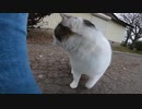 周囲を気にしながら私の後についてくる野良猫が可愛すぎる